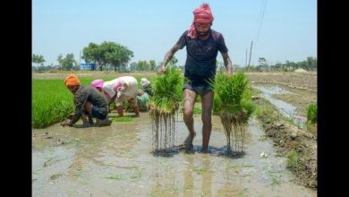 मान सरकार है किसानों के साथ: धान की एक-एक बोरी खरीदने का वादा, किसानों को मिल रही पूरी कीमत 3 मान सरकार है किसानों के साथ: धान की एक-एक बोरी खरीदने का वादा, किसानों को मिल रही पूरी कीमत