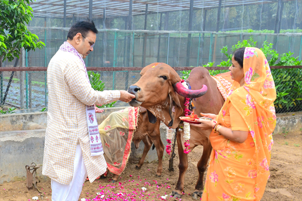 मुख्यमंत्री श्री भजनलाल शर्मा ने मुख्यमंत्री निवास पर किया गौ-पूजन- गोपाष्टमी पर प्रदेश के कल्याण एवं सुख-समृद्धि की कामना की