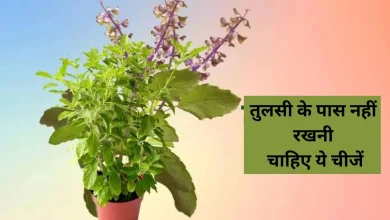 तुलसी पूजा नियम: जानें तुलसी के पौधे को कौन से दिन और किन चीजों से रखें दूर