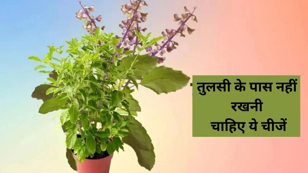 तुलसी पूजा नियम: जानें तुलसी के पौधे को कौन से दिन और किन चीजों से रखें दूर