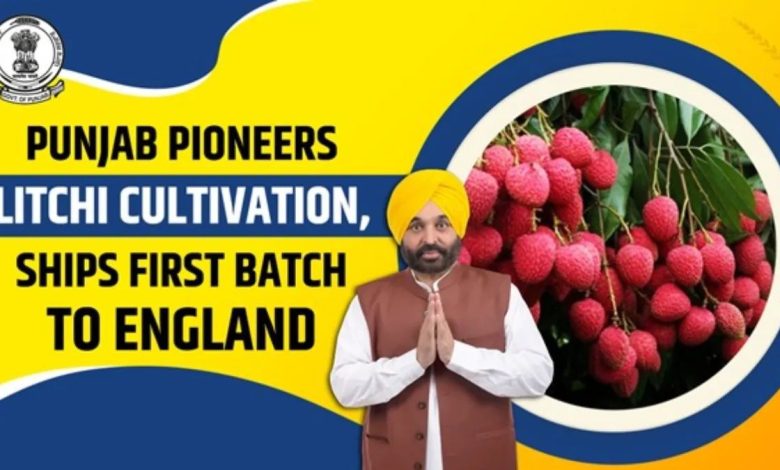 यूपी-उत्तराखंड को पछाड़कर पंजाब बना लीची हब: भगवंत मान सरकार ने खोला निर्यात का रास्ता, किसानों का मुनाफा 5 गुना बढ़ा