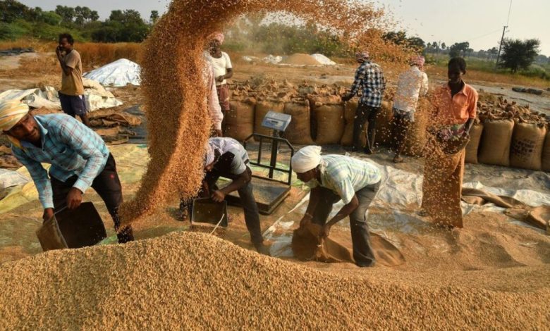 पंजाब: धान की आवक और खरीद में संगरूर शीर्ष पर, उठान में पटियाला सबसे आगे