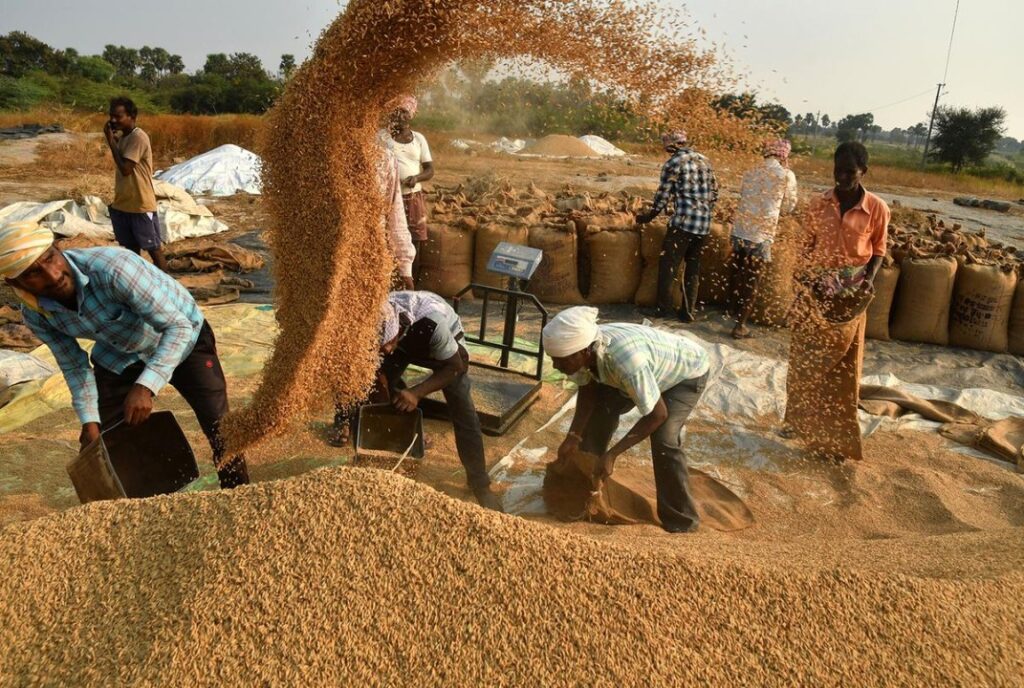 पंजाब: धान की आवक और खरीद में संगरूर शीर्ष पर, उठान में पटियाला सबसे आगे 12 पंजाब: धान की आवक और खरीद में संगरूर शीर्ष पर, उठान में पटियाला सबसे आगे