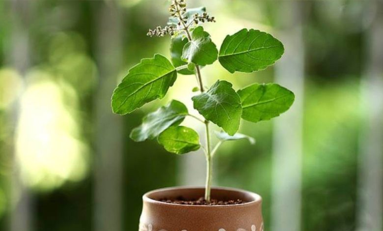 Tulsi Plant Vastu Tips: घर में भूलकर भी न लगाएं तुलसी इस दिशा में, वरना बढ़ेगा दुर्भाग्य