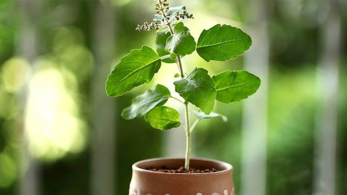 Tulsi Plant Vastu Tips: घर में भूलकर भी न लगाएं तुलसी इस दिशा में, वरना बढ़ेगा दुर्भाग्य
