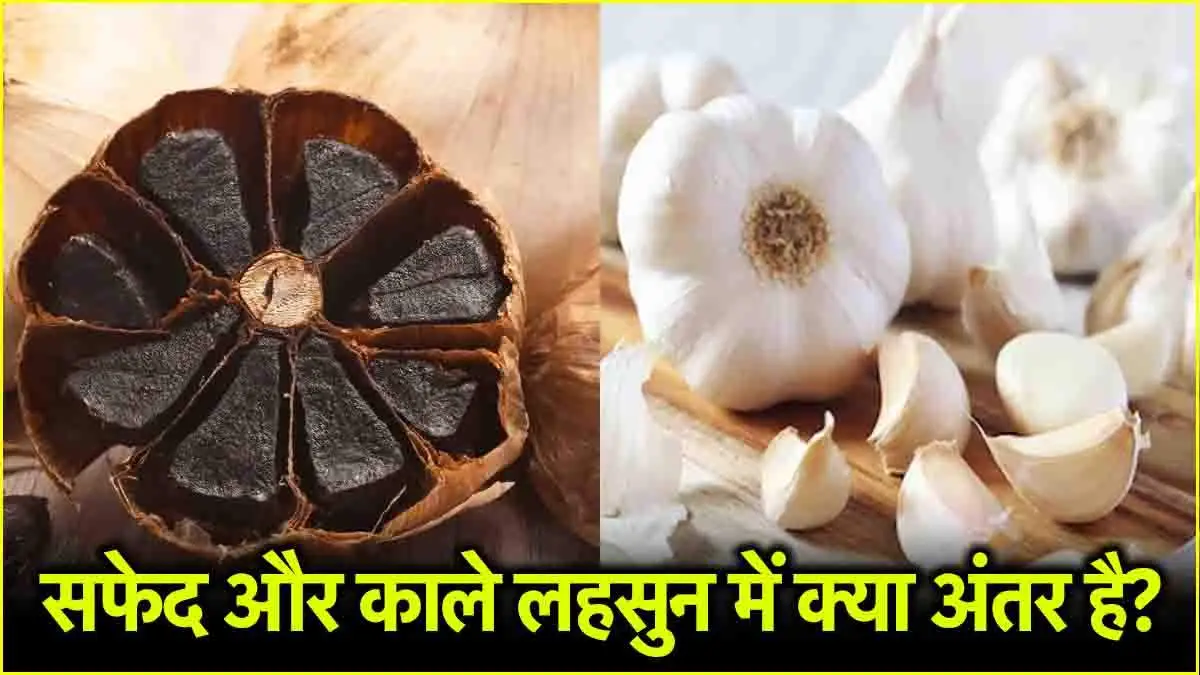 Black Garlic vs White Garlic: काले लहसुन और सफेद लहसुन में क्या है फर्क और फायदे