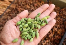 हर रोज 2 हरी इलायची चबाएं: जानें सेहत पर इसके फायदे और सेवन का सही तरीका