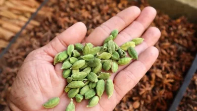 हर रोज 2 हरी इलायची चबाएं: जानें सेहत पर इसके फायदे और सेवन का सही तरीका