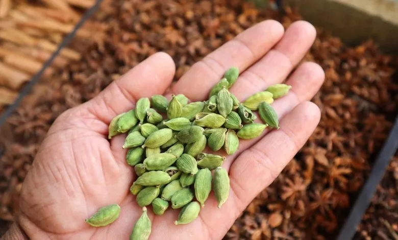 हर रोज 2 हरी इलायची चबाएं: जानें सेहत पर इसके फायदे और सेवन का सही तरीका