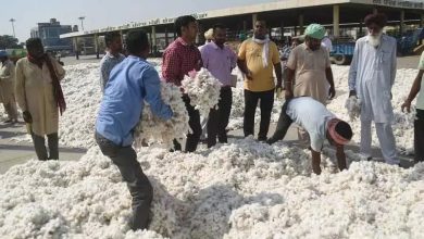 पंजाब मान सरकार ने किसानों को दी बड़ी राहत! सक्रिय पहल से कपास के दाम ₹5,700 से सीधे ₹7,500+ तक पहुँचे