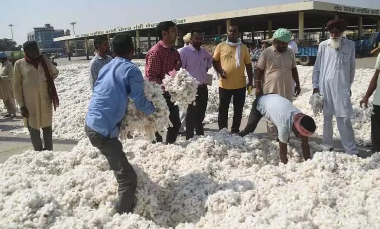 पंजाब मान सरकार ने किसानों को दी बड़ी राहत! सक्रिय पहल से कपास के दाम ₹5,700 से सीधे ₹7,500+ तक पहुँचे