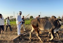 AAP नेता ईसुदान गढ़वी ने खेत जोतकर राष्ट्रीय किसान दिवस मनाया