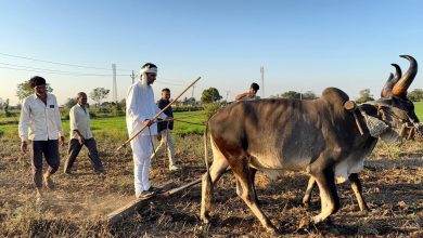 AAP नेता ईसुदान गढ़वी ने खेत जोतकर राष्ट्रीय किसान दिवस मनाया