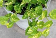 मनी प्लांट के नियम: मनी प्लांट लगाने पर भी नहीं मिल रहे शुभ परिणाम? ये गलतियां कर सकती हैं नुकसान