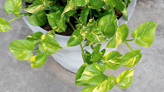 मनी प्लांट के नियम: मनी प्लांट लगाने पर भी नहीं मिल रहे शुभ परिणाम? ये गलतियां कर सकती हैं नुकसान