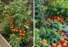 हरियाणा में शुरू होने जा रही है 'अपनी सब्जी-अपना फल' योजना: घर की छत और गमलों में उगाए जाएंगे ताजे फल और सब्जियां