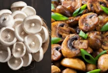 सेहत के लिए वरदान: मशरूम, बूस्ट कर सकता है इम्यूनिटी और शरीर को मिले ढेर सारे फायदे
