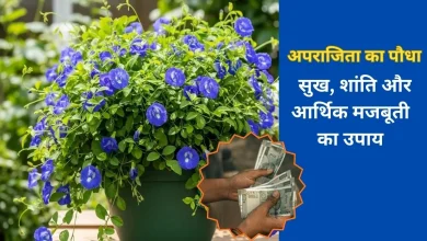 Aparajita Plant: घर में अपराजिता की मौजूदगी बदल देगी किस्मत, जानें ज्योतिष और वास्तु के अनुसार इसका महत्व