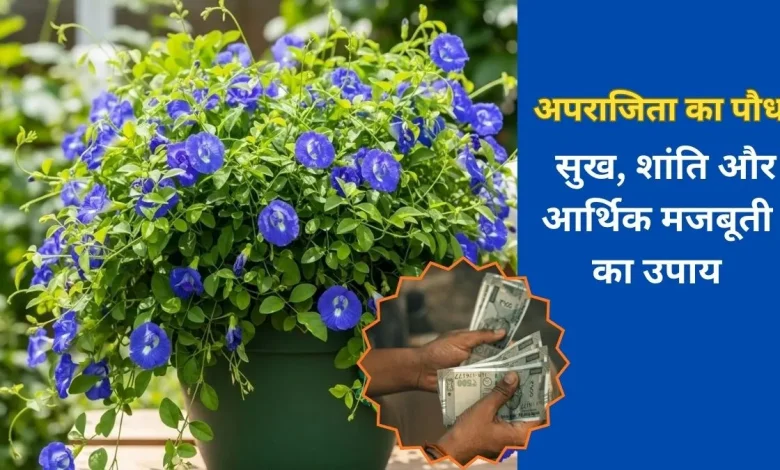 Aparajita Plant: घर में अपराजिता की मौजूदगी बदल देगी किस्मत, जानें ज्योतिष और वास्तु के अनुसार इसका महत्व