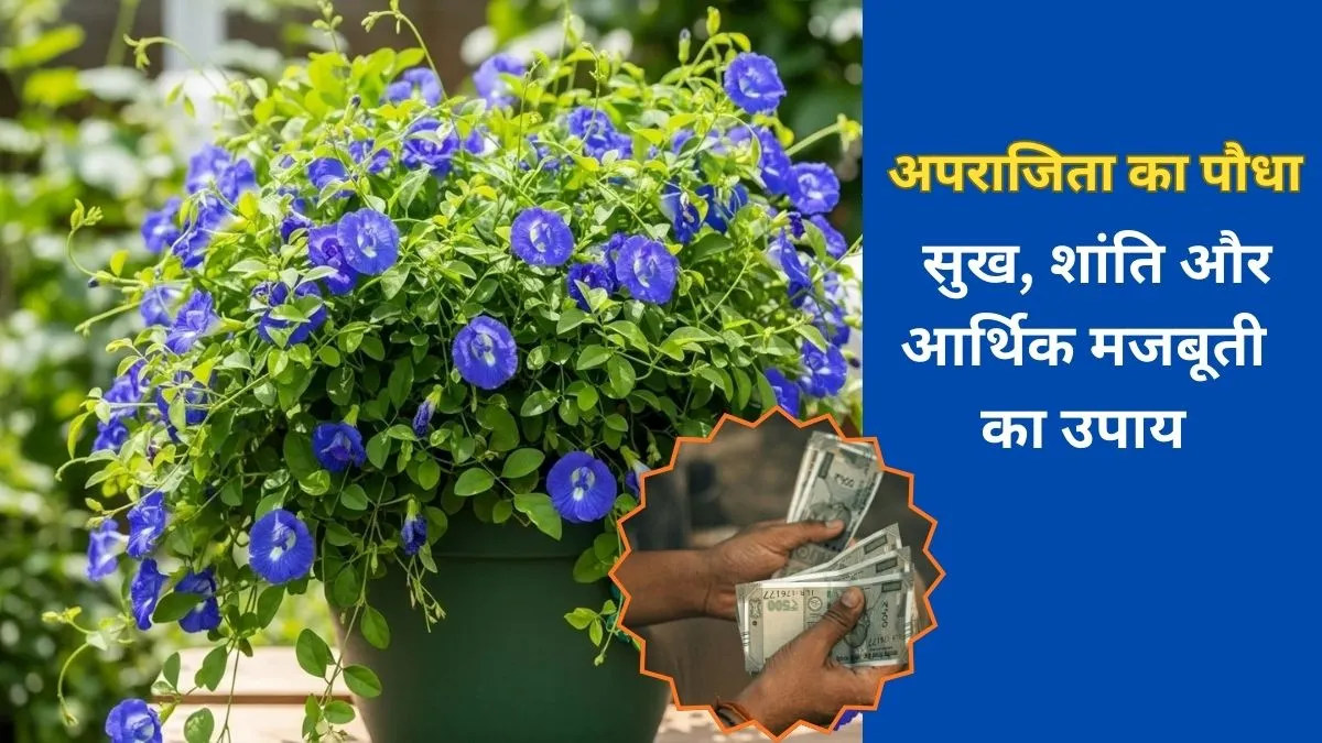 Aparajita Plant: घर में अपराजिता की मौजूदगी बदल देगी किस्मत, जानें ज्योतिष और वास्तु के अनुसार इसका महत्व