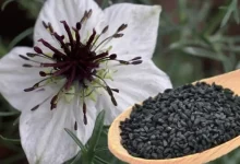 कलौंजी: आयुर्वेद और विज्ञान से सिद्ध रोग निवारक – जानिए किस बीमारी में है लाभकारी