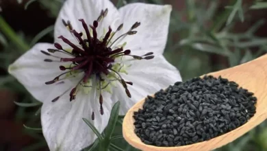 कलौंजी: आयुर्वेद और विज्ञान से सिद्ध रोग निवारक – जानिए किस बीमारी में है लाभकारी