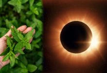 “ग्रहण के दौरान खाने-पीने की चीजों में तुलसी के पत्ते डालकर उसे सुरक्षित और शुद्ध बनाया गया”