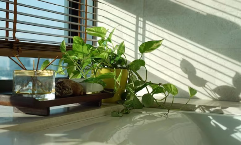 Money Plant Vastu के अनुसार घर में मनी प्लांट लगाने की सही दिशा और नियमों का पालन करता पौधा।