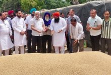 पंजाब की मंडियों में 28 लाख मीट्रिक टन गेहूं की आमद, 24 लाख मीट्रिक टन से अधिक की खरीद : लाल चंद कटारूचक्क