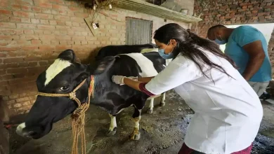 हरियाणा पशु टीकाकरण महाअभियान के तहत पशुपालन विभाग की टीम घर-घर जाकर गाय और भैंसों का निःशुल्क टीकाकरण करती हुई