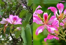 कचनार की चाय स्वास्थ्य लाभ थायराइड पीसीओएस डिटॉक्स आयुर्वेदिक चाय