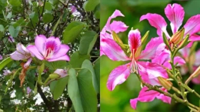 कचनार की चाय स्वास्थ्य लाभ थायराइड पीसीओएस डिटॉक्स आयुर्वेदिक चाय