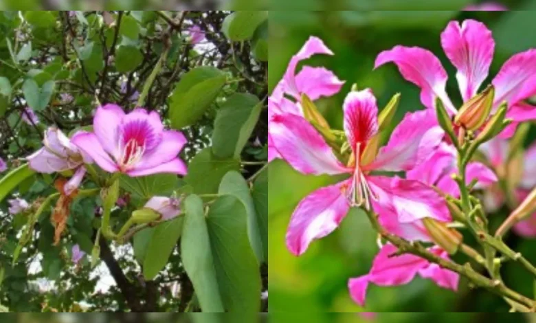 कचनार की चाय स्वास्थ्य लाभ थायराइड पीसीओएस डिटॉक्स आयुर्वेदिक चाय