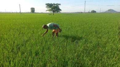 मेरी फसल मेरा ब्योरा पोर्टल पर मिसमैच डाटा का सत्यापन