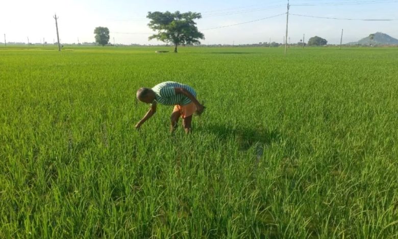 मेरी फसल मेरा ब्योरा पोर्टल पर मिसमैच डाटा का सत्यापन